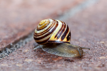Schnecke