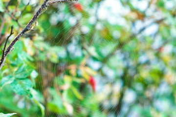 Spider web in the forest. Close-up view.