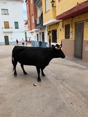 Toros