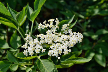 Fresh elderflower (Sambucus nigra)