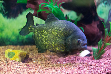 Piranha - Pygocentrus nattereri