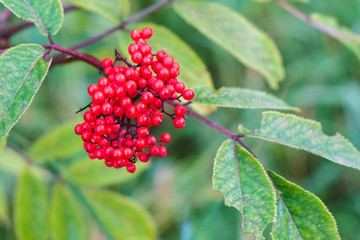 Shrub with a bunch of red wild berries.