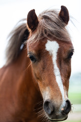Obraz premium Pferdeschnauzen