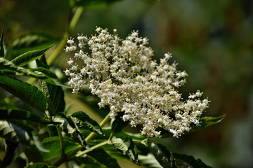 Blooming elderflower