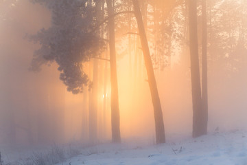 Fototapeta premium Wspaniały zimowy las