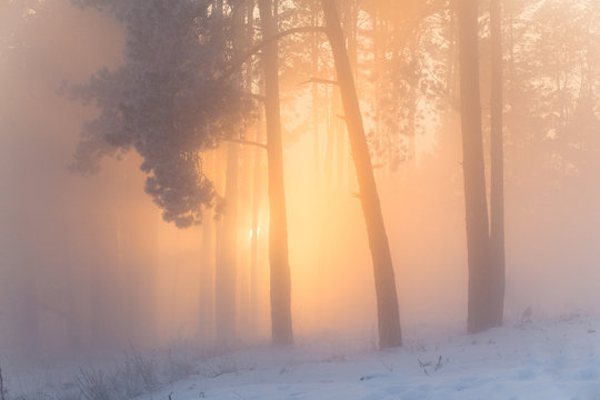 Fototapeta Fabulous winter forest