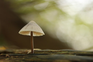 mushroom autumn forest