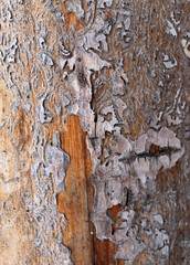 The old wood texture with natural patterns. Inside the tree background. Old grungy and weathered grey wooden wall planks texture background