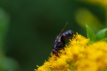 die schwarze Fliege