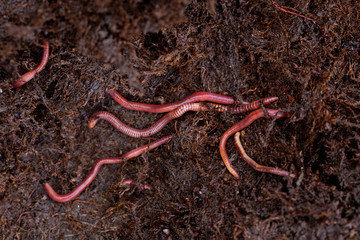Wenigborster