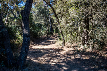 Bicycle trip in a wood on the island of Porquerolles