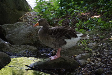 Ente am Bach