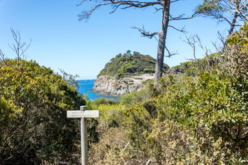 Bicycle trip in a wood on the island of Porquerolles