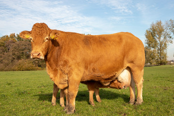 Limousin calf peeks up while drinking, milk of the udders of her standing, suckling  mother cow, in...