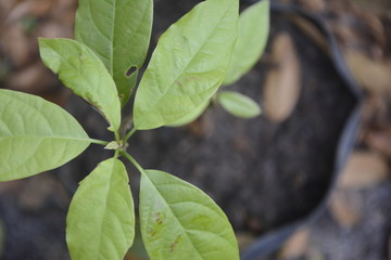 green plant,  plant change