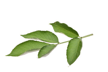 Elderberry, elderflower leaf isolated