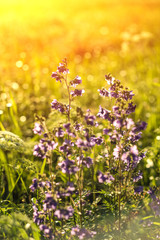 Fototapeta premium Vintage photo of beautiful purple wild flowers in sunset