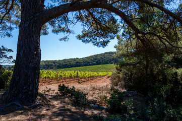 Bicycle trip in a wood on the island of Porquerolles
