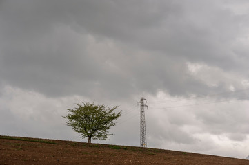 A tree and electricity pylon, against grey cloudy sky