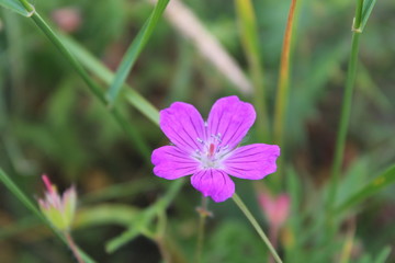 Fototapeta premium purple flower