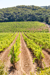 Fototapeta na wymiar Vineyard of red grapes in a wood on the island of Porquerolles