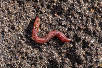 Wenigborster