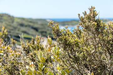 Seacoast in summer of the island of Porquerolles
