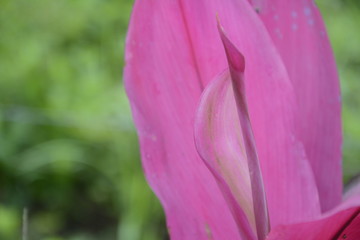  pink flower,  exotic flower