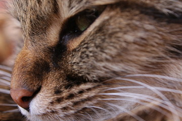 portrait of cat
