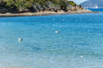 Seacoast in summer of the island of Porquerolles
