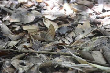 camouflaged butterfly,   brown camouflaged butterfly