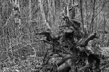 A big old fallen tree roots in the forest.