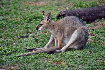 Young cute wild gray wallaby kangaroo