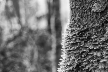 Fototapeta na wymiar Black and white trees with moss in forest