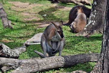 Group of young cute wild gray wallaby kangaroo