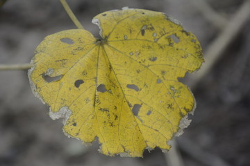 Obraz premium yellow flower, yellow flower of the bush, yellow flower bored