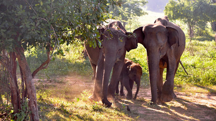 Fototapeta premium family of elephants