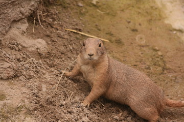 Präriehund Zoo Hannover Tier