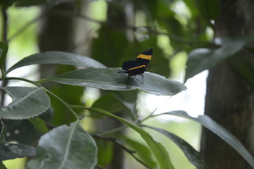  little butterfly,  yellow butterfly