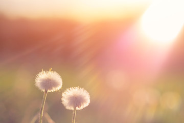 Dandelions at sunset with the rays of the sun.