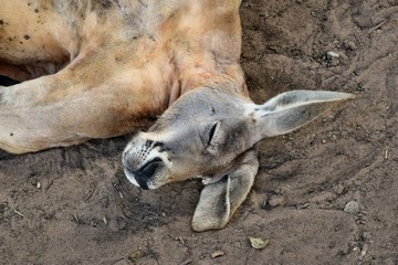 Big muscular and funny wild red kangaroo sleeping on the ground
