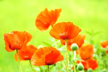 Naklejka premium field of red poppies