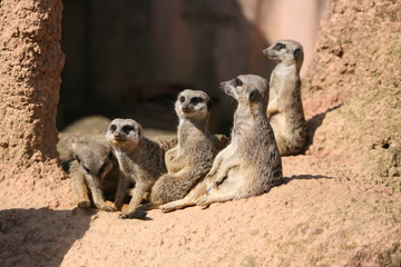 Erdmännchen Zoo Säugetier