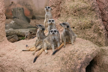 Obraz premium Erdmännchen Zoo Säugetier