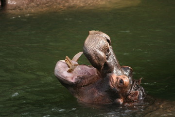 Nilpferd Flusspferd Zoo