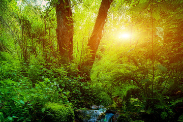 Naklejka premium Wonderful rainforest creek and stones at sunset.