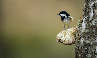 Fototapeta premium Coal tit