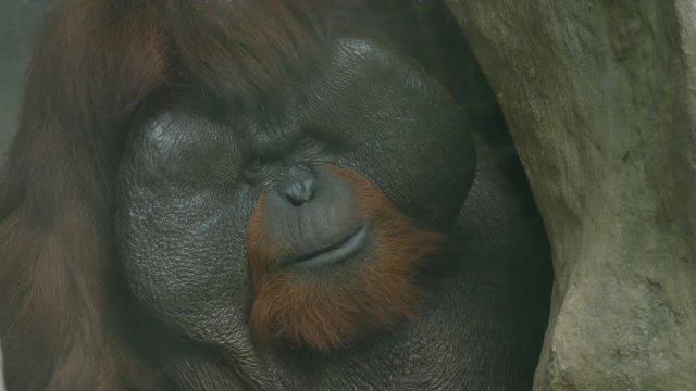 Clouse-up on orangutan.