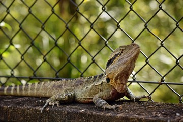 The Australian lizard eastern water dragon