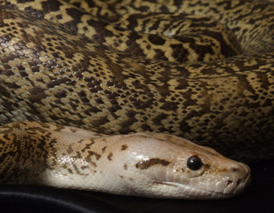 Granite Bermese Python snake